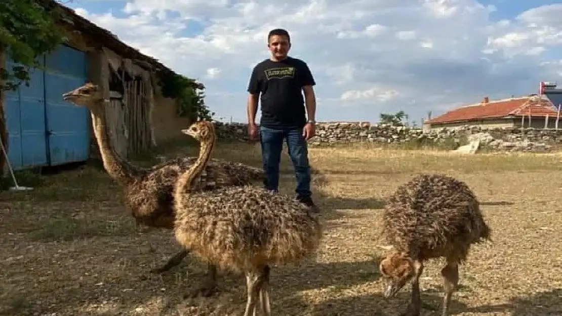 1 haftadır kayıp olan deve kuşunu yakalayamayınca vurdurup etini dağıttı