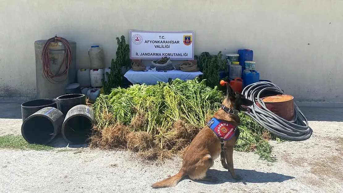 1 kilo 122 gram esrar ile 507 kök kenevir ele geçirildi