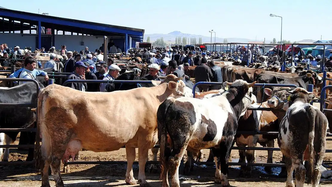 15 Bin'den Aşağı Kurbanlık Yok. Büyükbaş 80 Bin'den Başlıyor