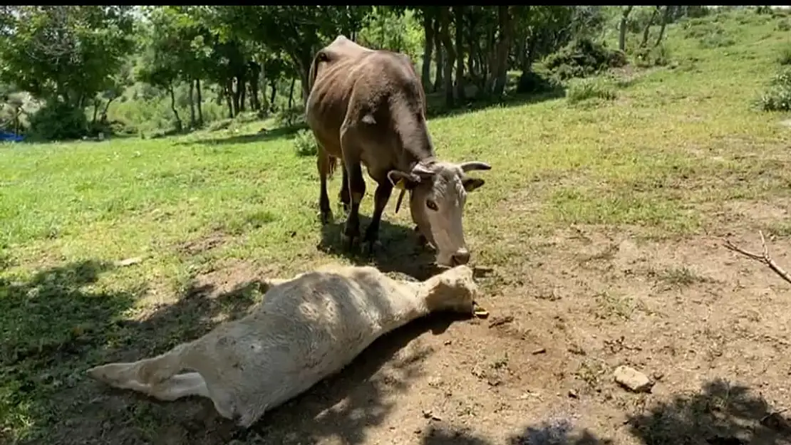 Yıldırım çarpan yavrusunun başından bir an olsun ayrılmıyor