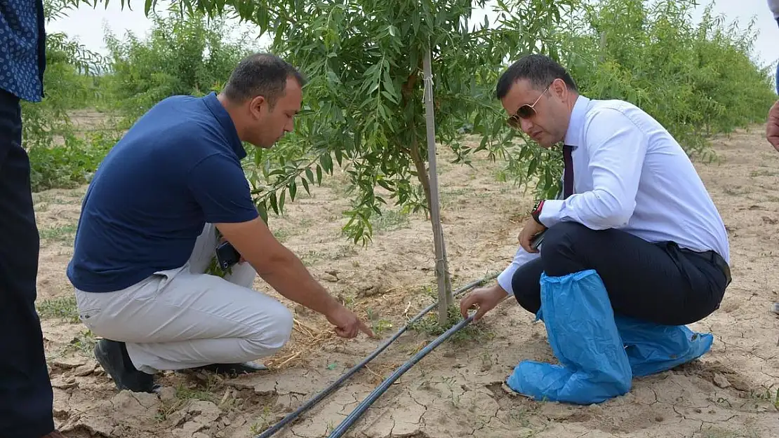 80 dönüme 5 bin kök badem ağacı dikti