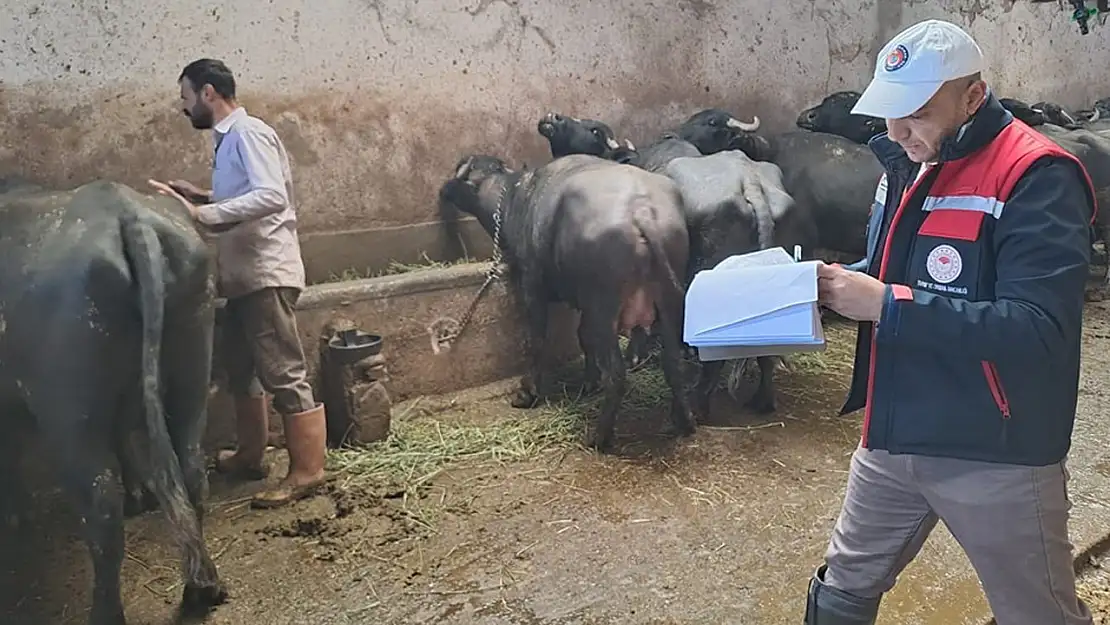 Afyon'daki Mandaların Küpe Kontrolleri Yapıldı