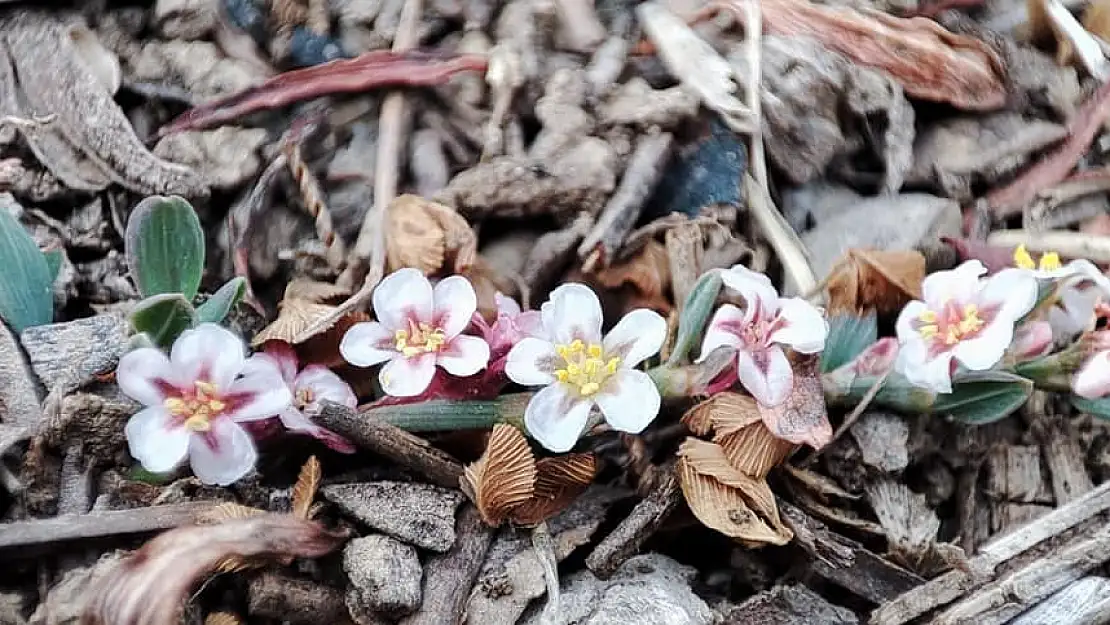 Afyon Madımağı fotoğrafları büyük ilgi gördü