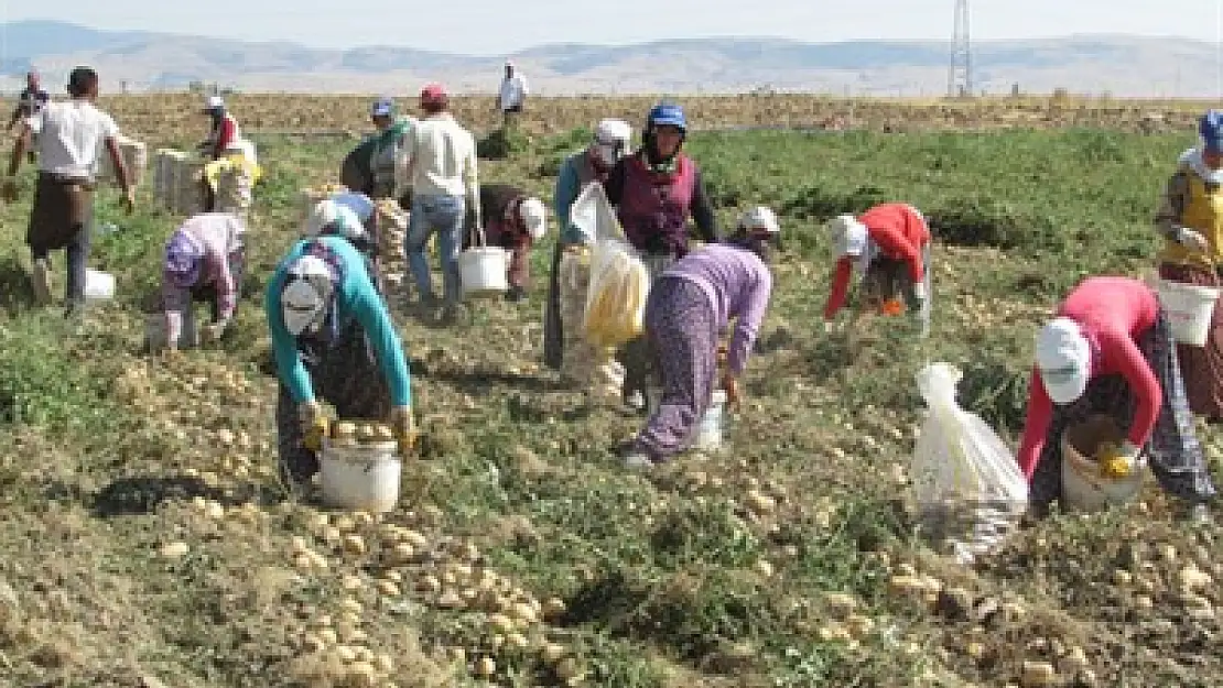 Afyon, patates üretiminde ilk 3'te