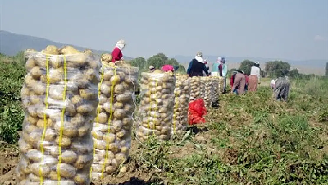 Afyon patates üretiminde üçüncü sırada