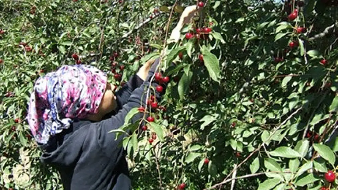 Afyon vişne üretiminde 'birinci' sırada