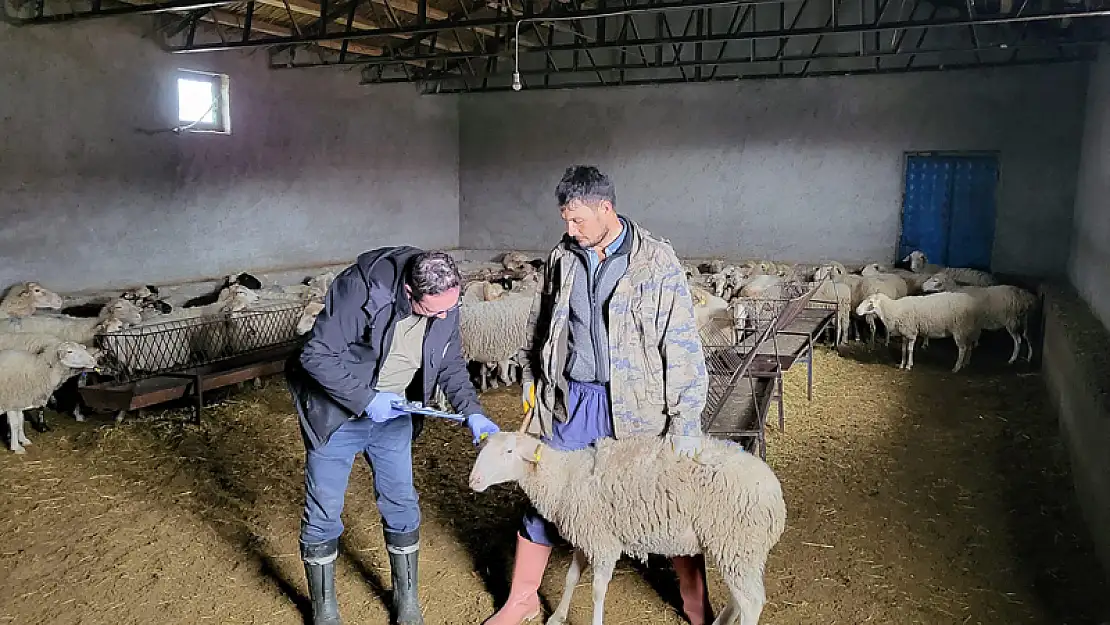 Afyon'da Anaç Koyun Tespiti Yapıldı