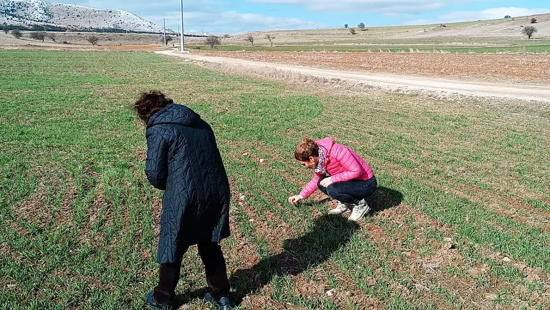 Afyon’da Hububat Ekili Alanlar İncelendi