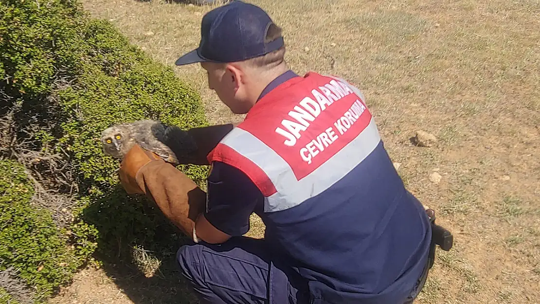 Afyon'da Jandarmanın Bulduğu Yaralı Baykuş Tedavi Altına Alındı