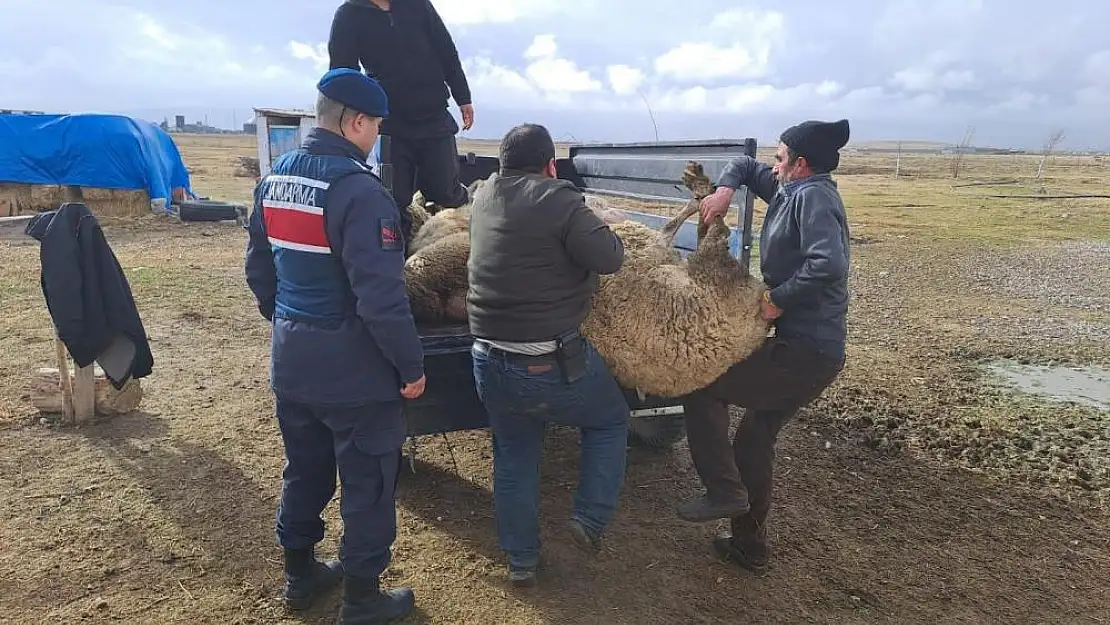 Afyon'da Komşusunun Arazide Otlayan Koyunlarını Çaldı