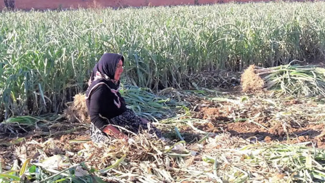 Afyon’da sebze hasadı devam ediyor