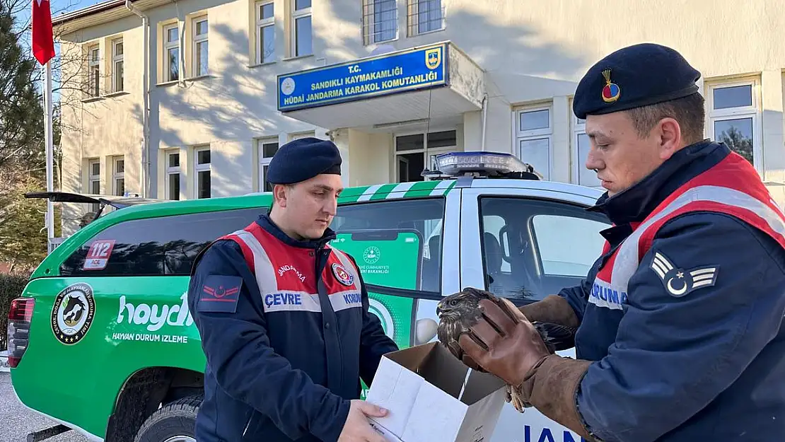 Afyon’da Yaralı Halde Bulunan Kızıl Şahin Koruma Altına Alındı