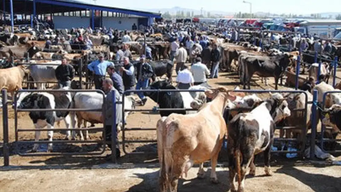 Afyonkarahisar canlı hayvan değerinde 7. İl