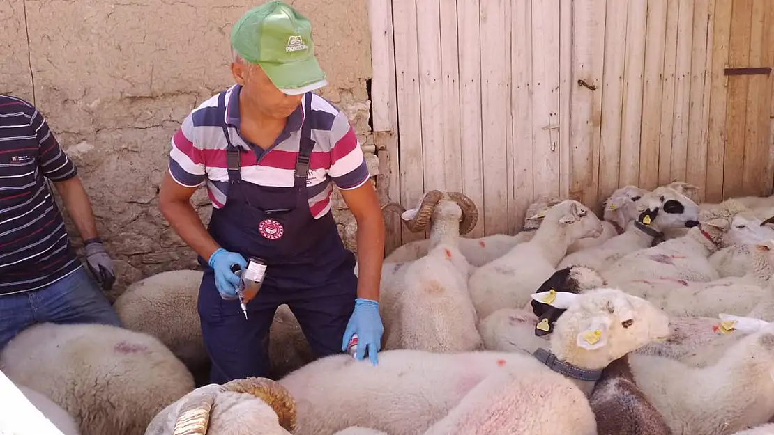 Afyonkarahisar'da Hayvan Sağlığı İçin Aşılama Faaliyeti