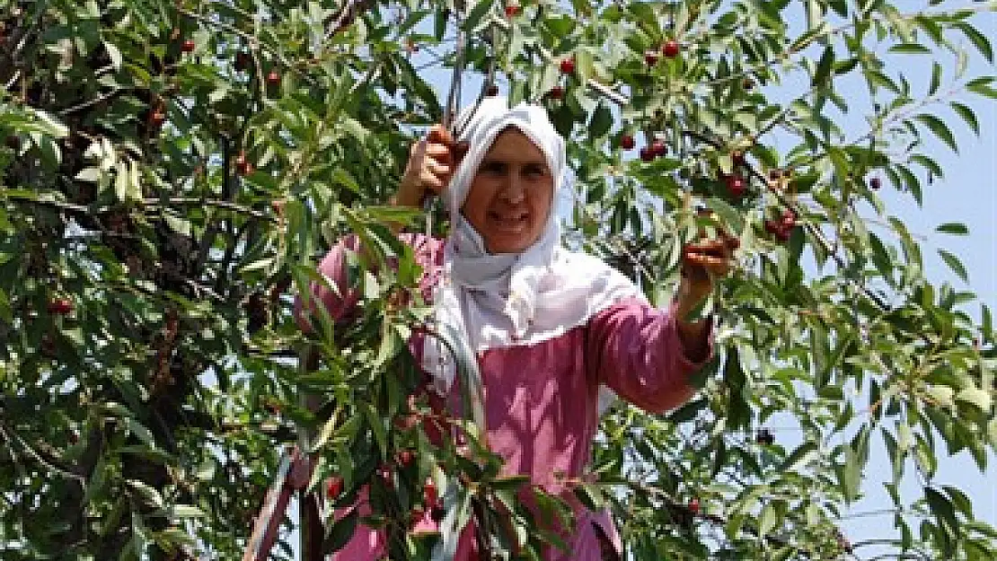 Afyonkarahisar, vişne üretiminde birinci sırada