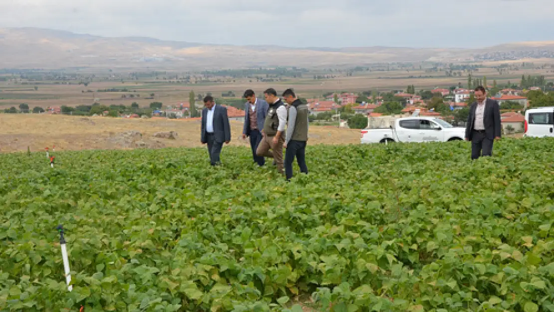 Afyonkarahisar’da bu yıl 16 bin ton Fasulye hasadı yapıldı