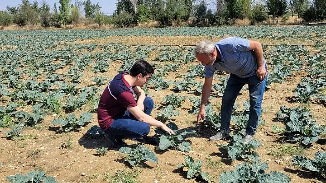 Afyonkarahisar'da Brokoli Alanları İncelendi