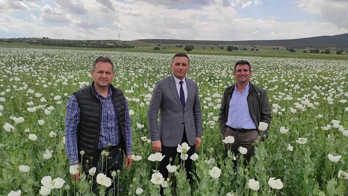 Afyonkarahisar'da bu yıl en çok haşhaş Dinar'da ekildi