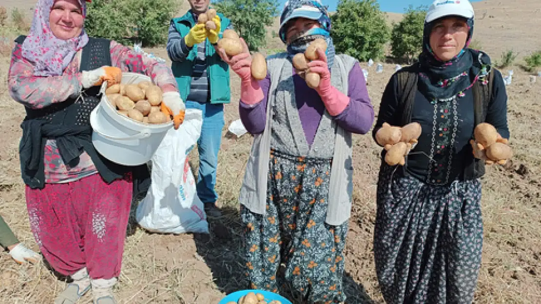 'Agria' cinsi patateste hasat başladı