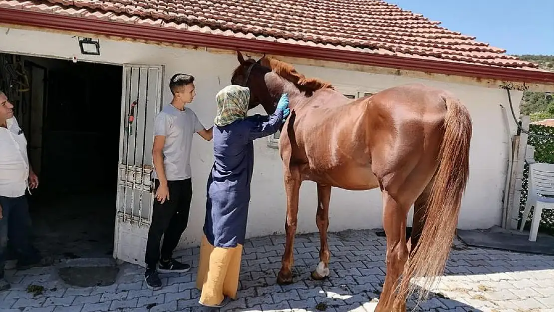 Atlarda Sağlık Taraması Ve Çip Uygulaması