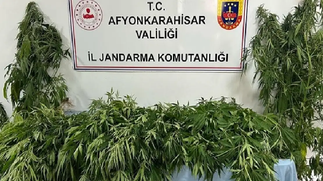 Bahçesinde kenevir yetiştiren şahıs jandarmadan kaçamadı