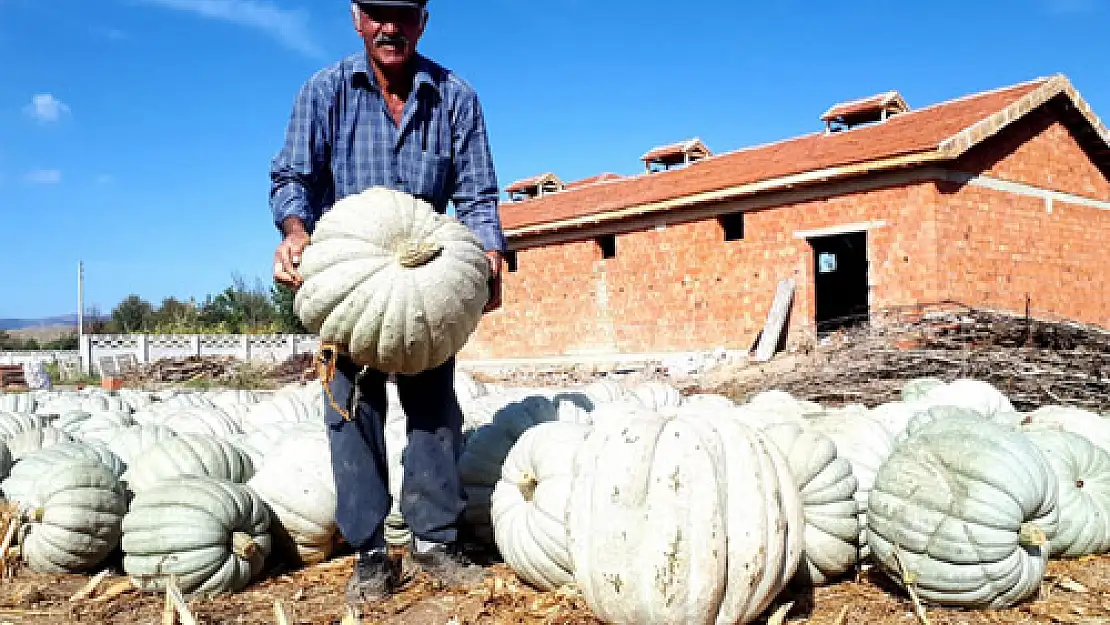 Bal kabağında  hasat iyi,  fiyat kötü