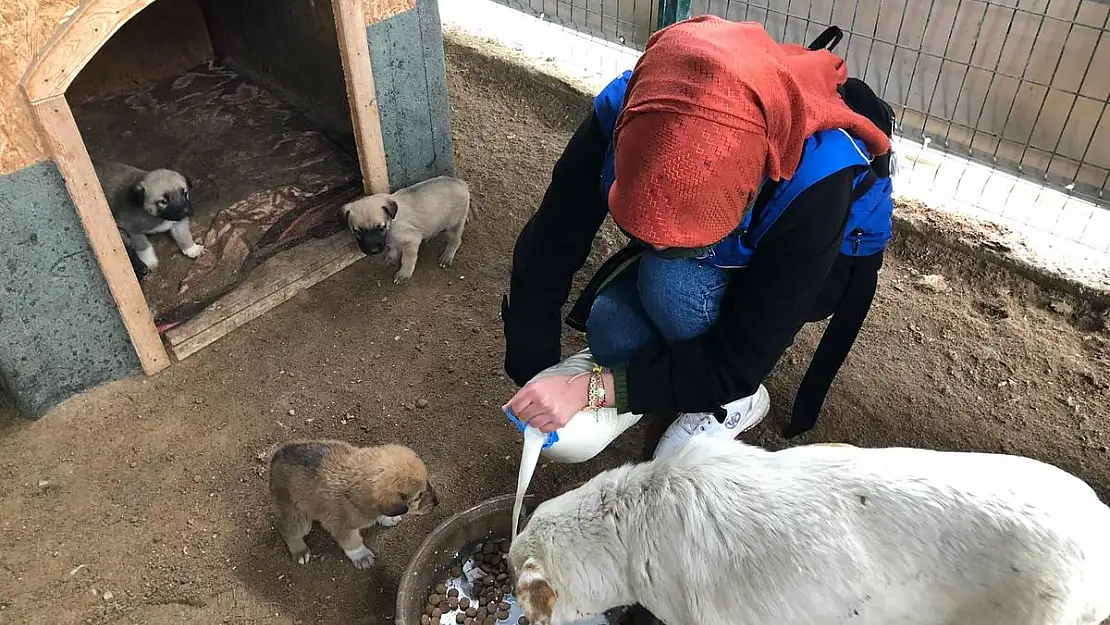 Barınaktaki köpekleri gençler elleriyle besledi