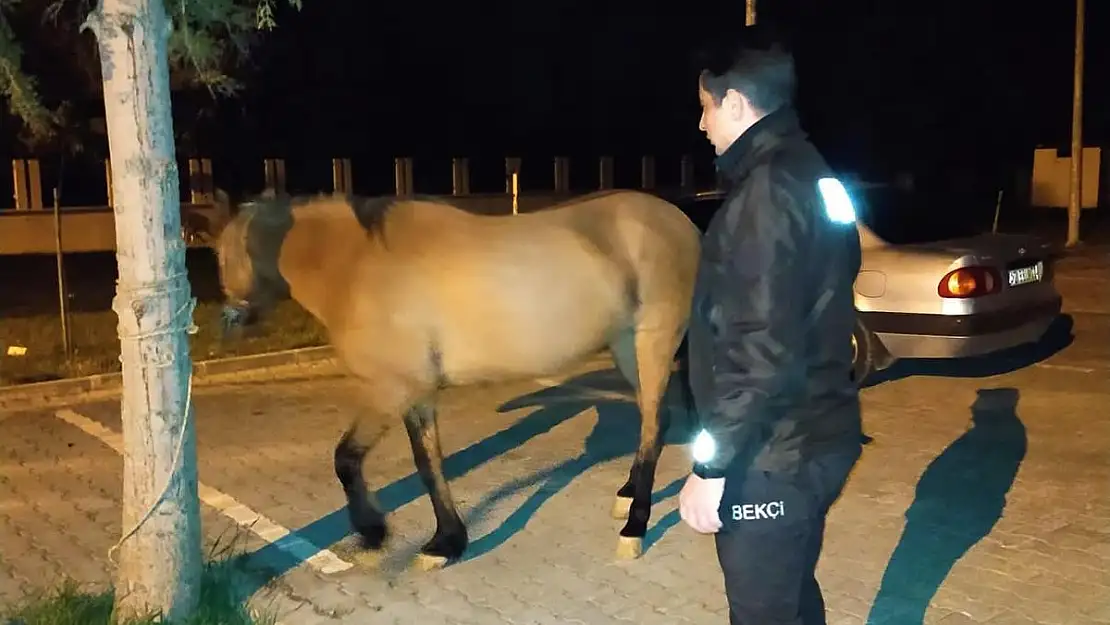 Başı boş at koruma altına alındı