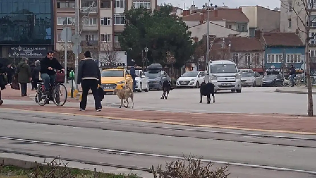 Başıboş Köpekler Çevreye Endişe Veriyor