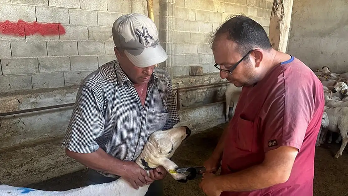 Başmakçı'da Hayvan Sağlığı Çalışmaları Devam Ediyor