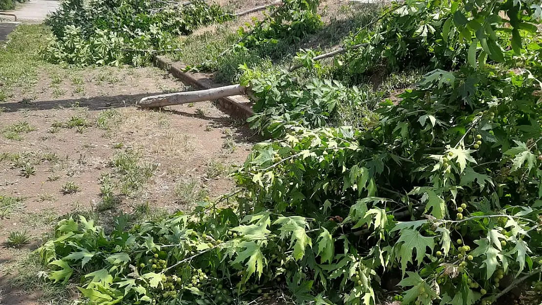 Bu Ağaçlar Neden Kesiliyor?