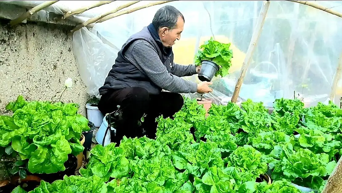 Bu da ‘Bitmeyen marul’ projesi