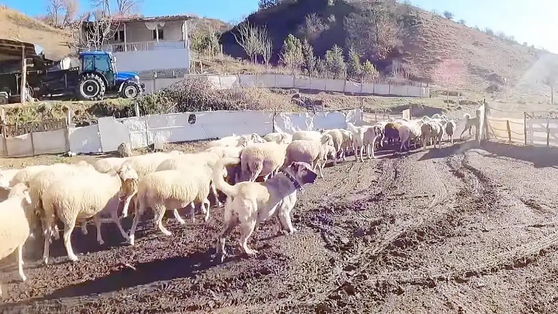 Bu sürünün çobanı sadece köpekler