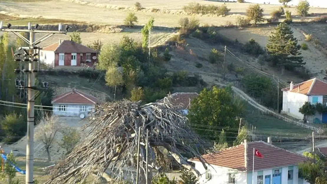 Bu Ters Çam Ağacı Afyon'da Nerede?