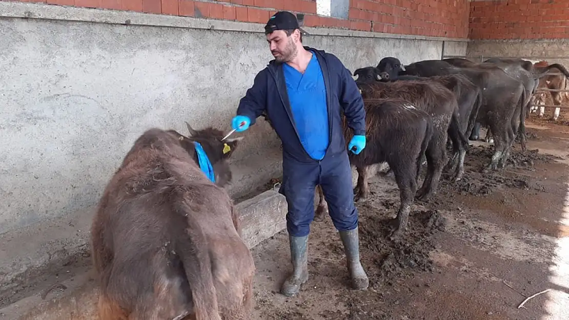 Çay Genelinde Hayvanlar Aşılandı