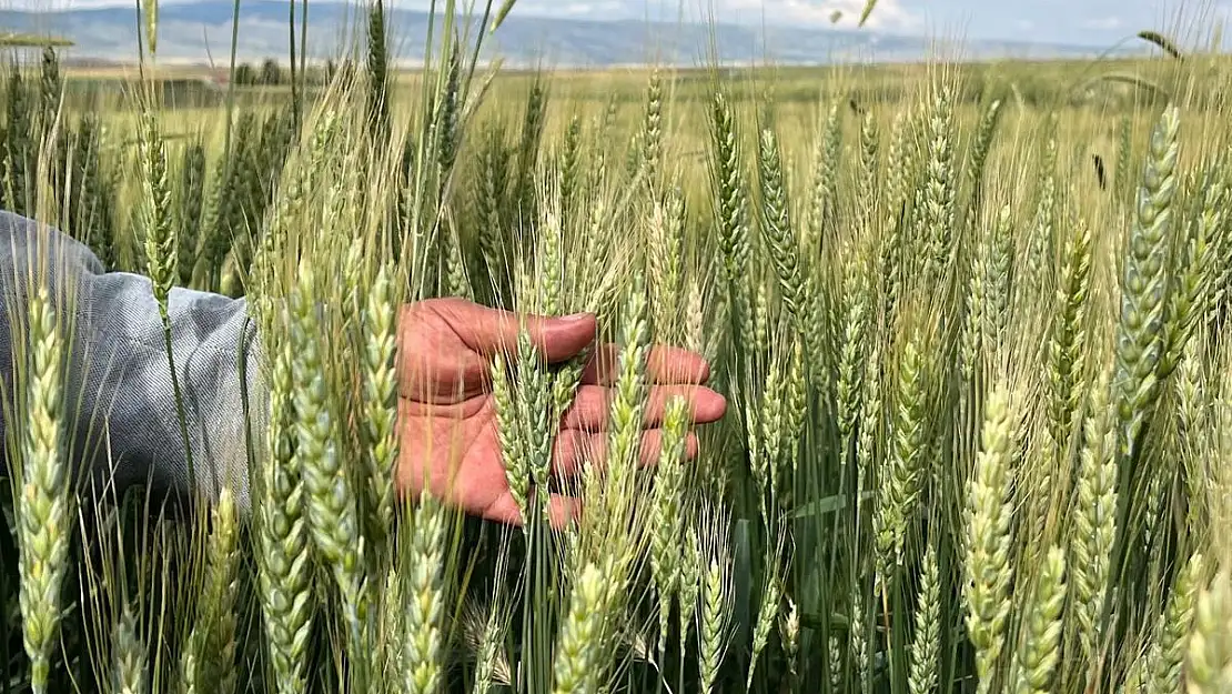 Çiftçilerin yağış sonrası korkusu ‘Pas hastalığı’