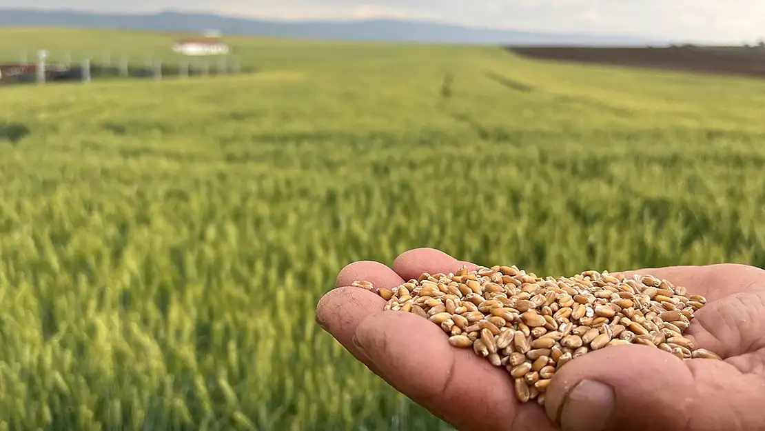 Çiftçinin 1 Kilogram Buğdayı 1 Ekmek Etmiyor