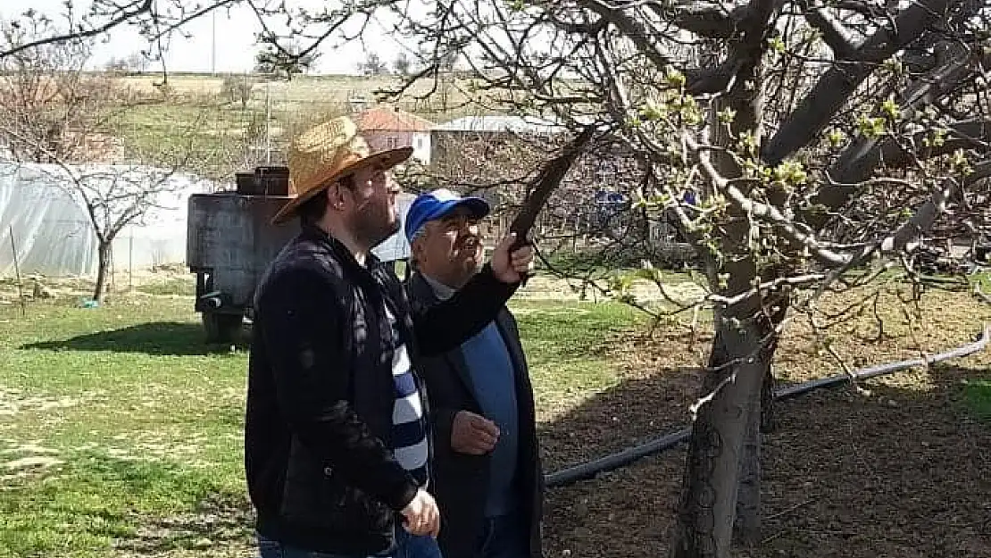 Dazkırı ve Kızılören'de ağaçlarda zararlı kontrolleri ve budama eğitimi yapıldı