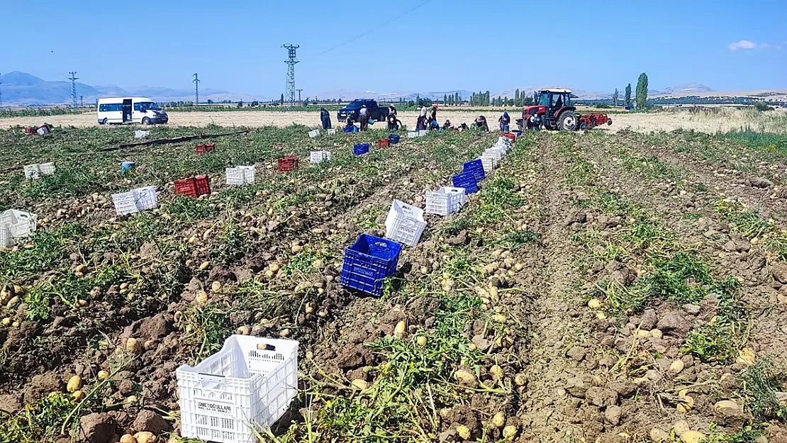 Dinar'da Patates Hasadı Başladı