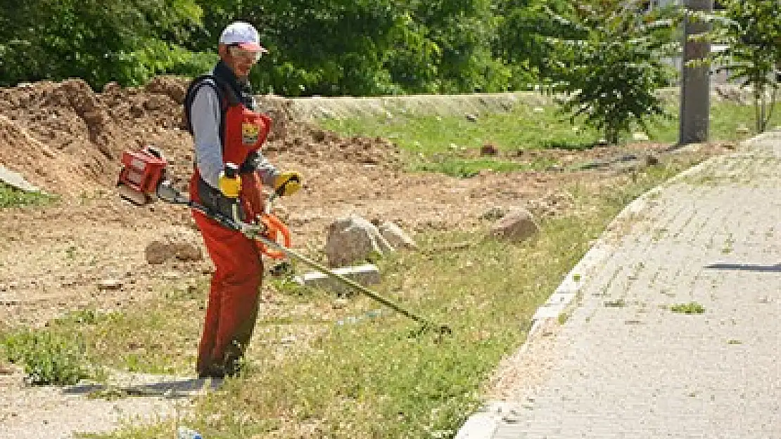 Dinar’da yabani ot temizliği sürüyor