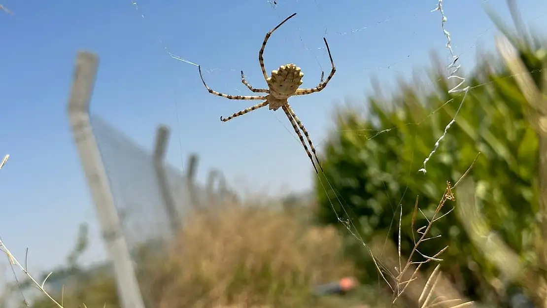 Dünyanın en zehirli örümceklerinden birisi olan 'argiope lobata' Afyon’da görüldü