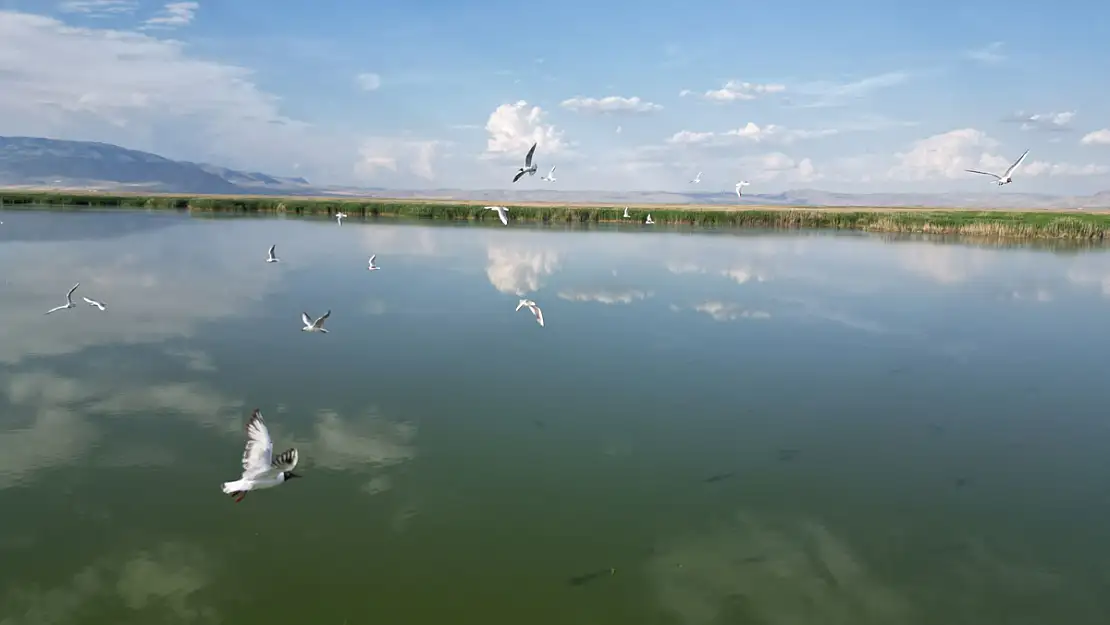 Eber Gölü’nde Su Seviyesinin Azalması Kuş Türlerini Olumsuz Etkiledi