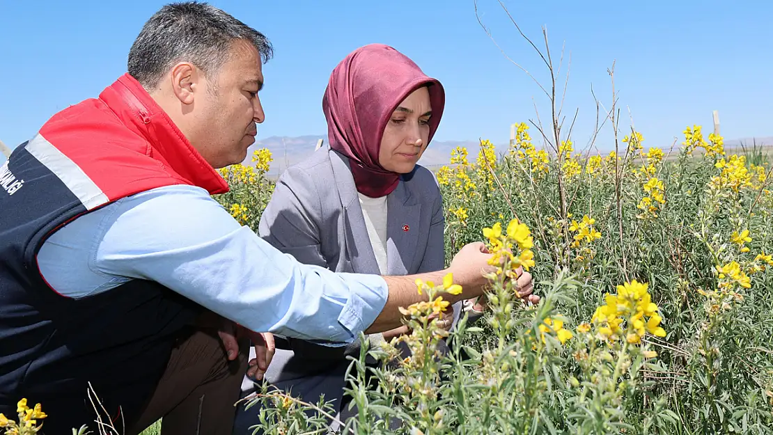 Eber Sarısı'nın Korunması İçin Başlatılan Çalışmalar Sürüyor