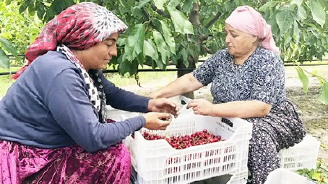 Elizabeth: Afyon kirazını 12 ay isterim