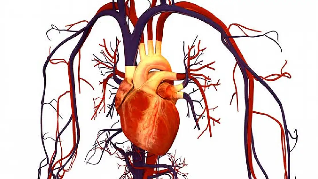 En çok ölüm dolaşım sistemi hastalıklarından