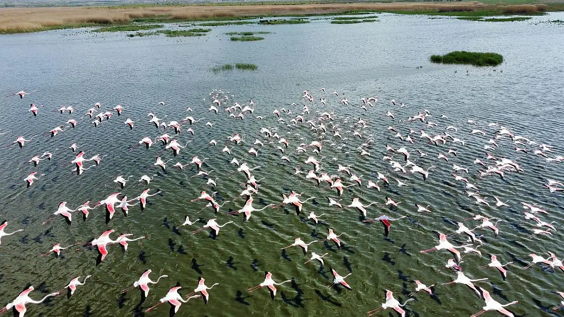 Flamingolar göç yolundayken Afyon’da görüntülendi