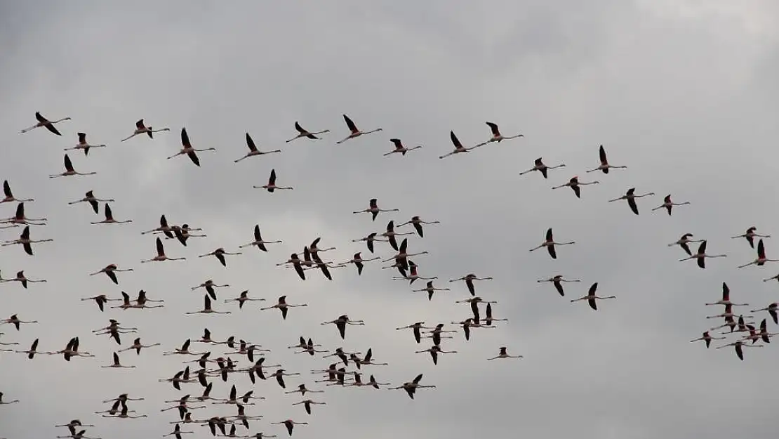 Flamingoların göç yolundaki molaları dron ile görüntülendi