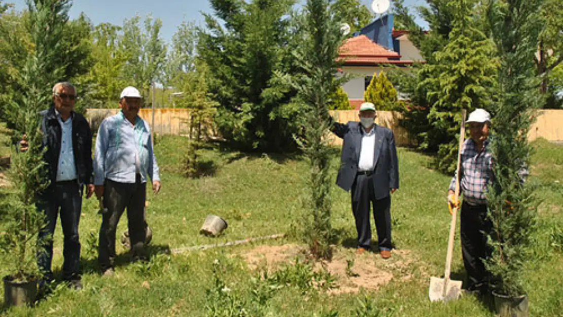 Gecek'te ağaçlandırma 'ORMANLAŞMA'ya gidiyor