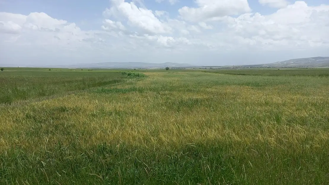 Günyüzü ilçesinde pas hastalığı sıkıntısı