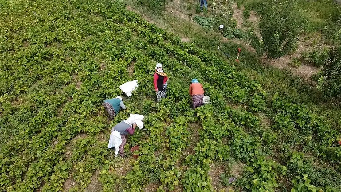 Hasadı yapılan fasulye fiyatıyla üreticisinin yüzünü güldürdü